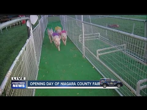 Betting on the Niagara County pig races!