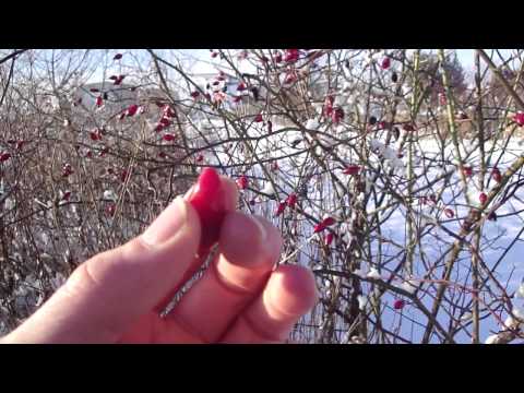 Eating rose hips raw - Rediscovering nature's treasures - Lemon of the North