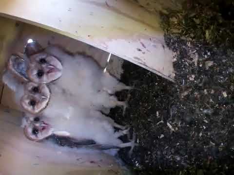 Barn Owlets