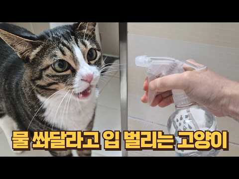 물 좋아하는 고양이에게 분무기로 물을 쏴줬더니