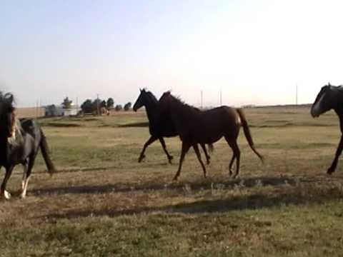 Tessa 1 feathers and forelocks