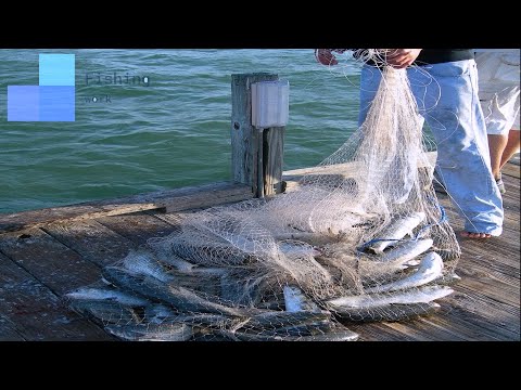 Amazing Net Fishing Skills || Traditional Net Catch Fishing in The River