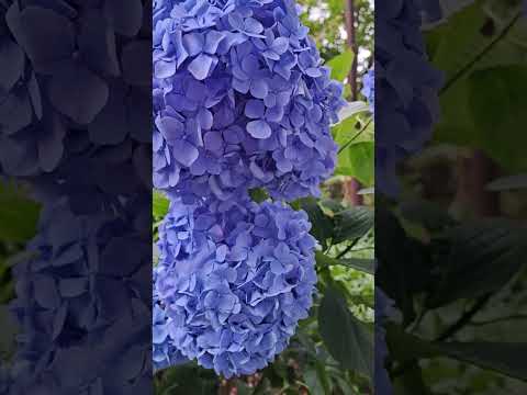  SOS: 葉が黄色いアジサイがあります!病気ですか？何をするか？  庭園