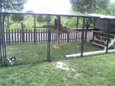 Easy to Make Outside Cat Enclosure with PetSafe Dog Kennels and Our Four Adopted Cats