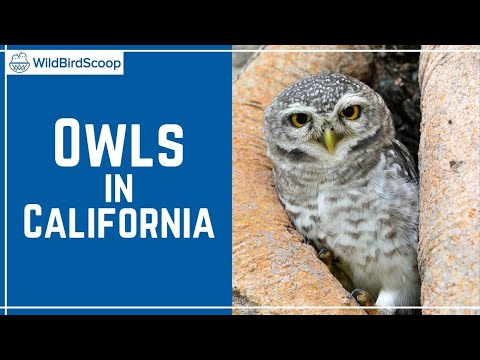Types Of Owls In California