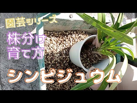 園芸 ジェネピグレー、ジェネピホワイト