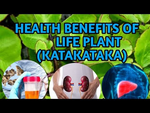THE AMAZING HEALTH BENEFITS OF LIFE PLANT(KATAKATAKA). MUST WATCH IT'S VERY HELPFUL.