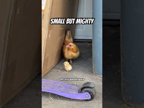 Tiny Heritage Chicken Welcomes a Chick | Rare Nankin Bantam