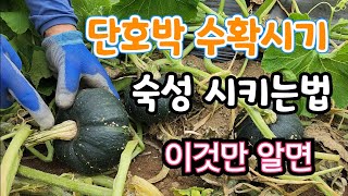 단호박 수확시기는 꼭 이것만 알고 수확 (단맛은 숙성이 중요)