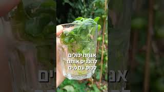 גידול עגבניות מחוץ לעונה - כמה טיפים על גידול מאוחר של שיח העגבניות