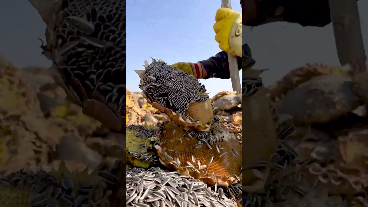 Handmade Work Sunflower Seeds Beating Out of Heads