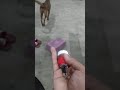 Mini Boga