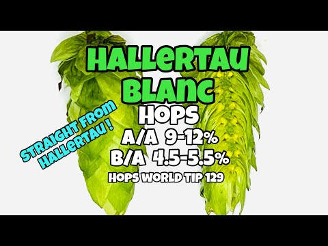 HALLERTAU BLANC HOPS - HOP WORLD TIP 129