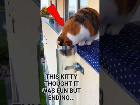 This Kitty Thought It Was Fun Until The Pipe Suddenly Ended 😱 #shorts #viral