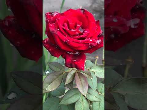 Deus nunca vai deixar apertado um coração...