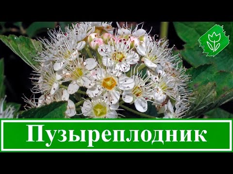 Виды Пузыреплодника Фото С Названиями