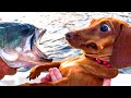 ESSAYEZ DE NE PAS RIRE COMPILATION CHATS CHIENS VIDÉO DRÔLES