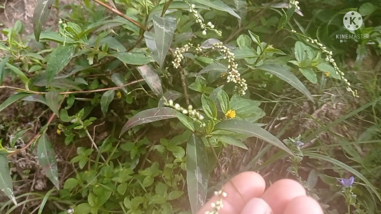 Benefício da erva-de-bicho