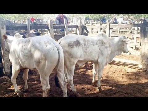 FEIRA DE GADO DE CAMPO GRANDE-AL 12/09/2026 #nordeste 