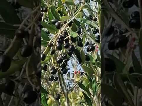 Oliveira-brava (Zambujeiro) Olea europaea em Cascais.