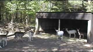 preview picture of video 'Oaklawn Farm Zoo    May 2012'