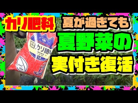 あなたの植物が天然のカリウムを豊富に含む肥料の恩恵を無料で受けられたらどうなるでしょうか?集中！  庭園