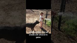 Video preview image #1 American Pit Bull Terrier-Unknown Mix Puppy For Sale in Peralta, NM, USA