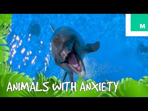 If Animals Dealt with Anxiety - Talk Like The Animals