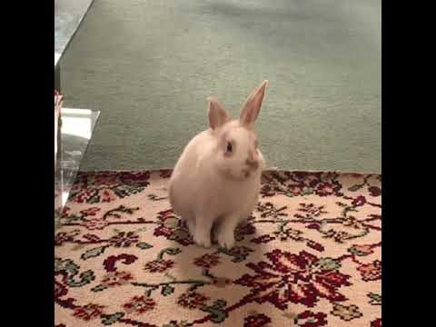 Young rabbit becoming a loaf of bread