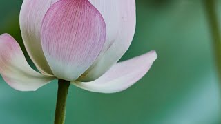 Download lagu Dzikir Hasbi Robbi Jallallah, penenang hati dan pelancar rejeki Amiin mp3 Download lagu Dzikir Hasbi Robbi Jallallah, penenang hati dan pelancar rejeki Amiin mp3