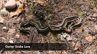 Spring trip video of Apgar Horse loops.