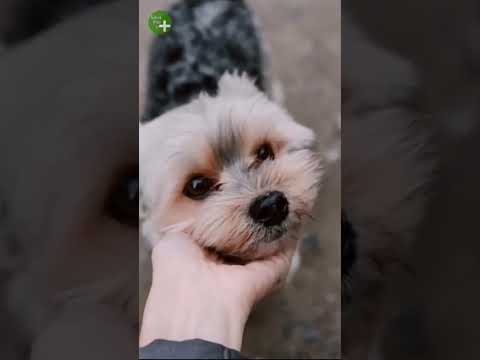 ¿Sabes por qué los Perros tienen la Nariz Mojada y Fría?  #shorts 🐕🐶