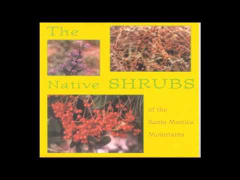 The Native Shrubs - 