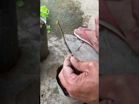 Grafting Giant Jujube using Native mansanitas or indian jujube