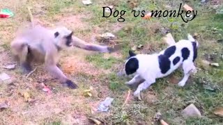 monkey and dog funny video.monkey & dog fight in india. dog and langur.