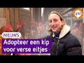 Als alternatief voor dure eieren bedacht deze hobbyboerin de 'adoptiekip'