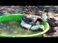Ducks Mating Longer Version With Annotations