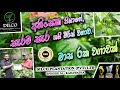 අහිංසක පියාගේ සැරම සැර නයි මිරිස් වගා�