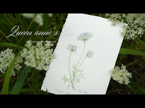 VLOG 4K Queen Anne's Lace_ Easy Botanical watercolor for beginners/ 레이스꽃 보타니컬 수채화_ 여름 들꽃 wild flower
