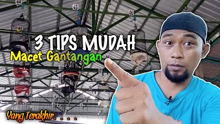 Download lagu 3 Best Ways to Restore Lovebird's Mentality When in the Perch and Want to Cry Again @Lovebird Fig... mp3