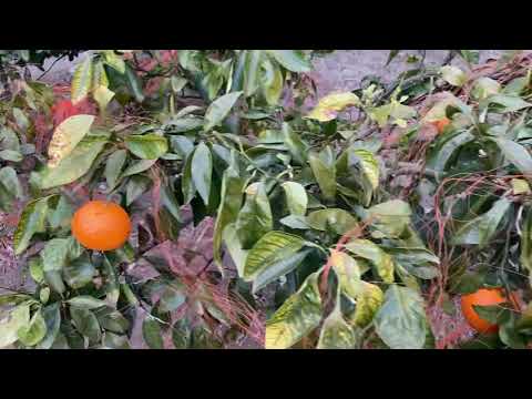 園芸 カラマンディン、屋内オレンジの木