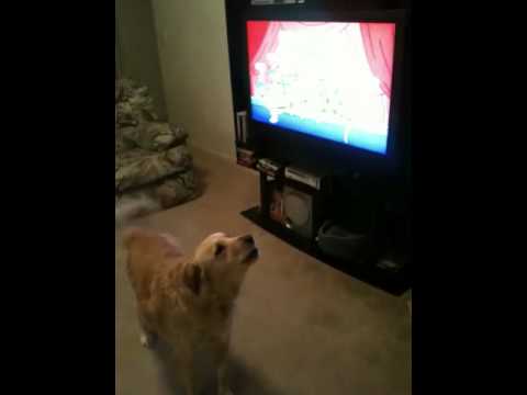 Dog sings Family guy theme song
