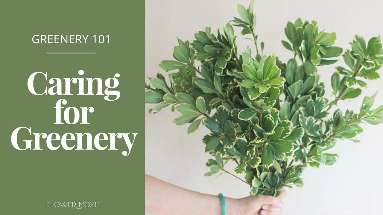 Where to Buy Wedding Greenery