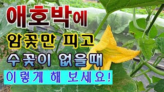 [텃밭농부. 1,106]  애호박의 암꽃은 피었는데 수꽃이 없을 때 이렇게 하세요. #애호박재배