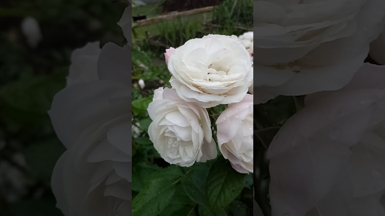 Роза букет Парфе.