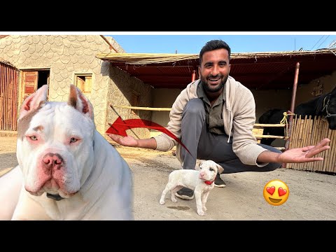 Pure Pit Bull Dog Milla but 🥹