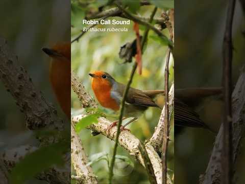 European Robin's Sweet Calling Sound #birds