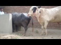 Mixed Animals Mating Unnatural And Massive Animals Mating