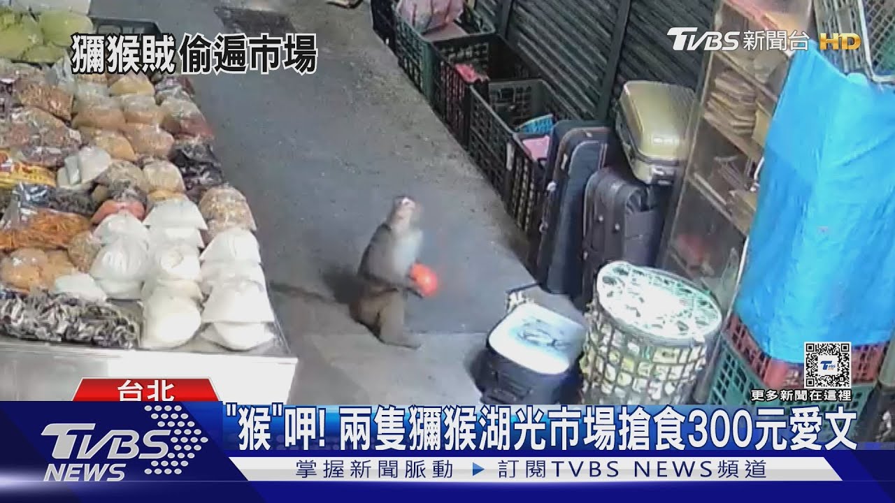 「猴」呷!兩隻獼猴大鬧湖光市場1.5小時 「猴」識貨搶食300元愛文
