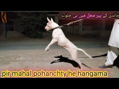 Chandi cross hui ya nai Ajj??